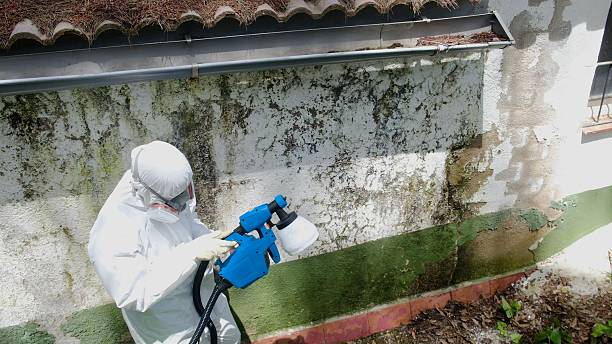 Trusted Basement Mold Remediation service in Norwood, NY - Cheap Mold Removal